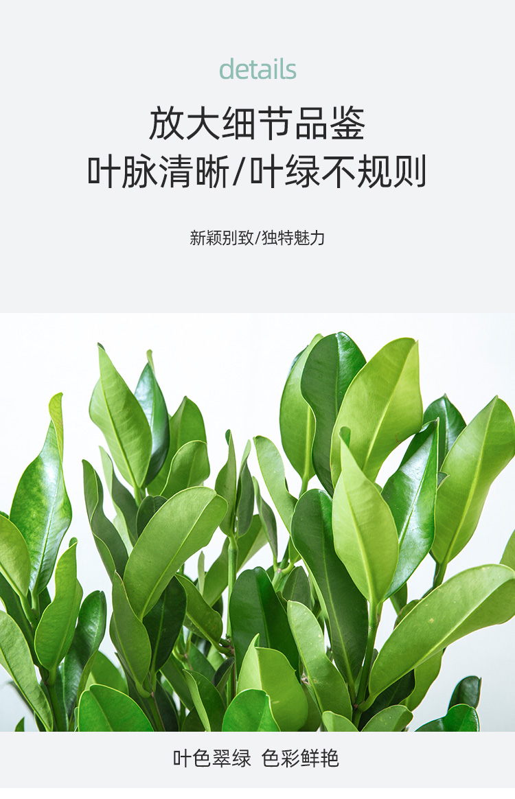 送货到家福木盆栽福树室内客厅大盆景四季常青观赏花易养寓意好风水术