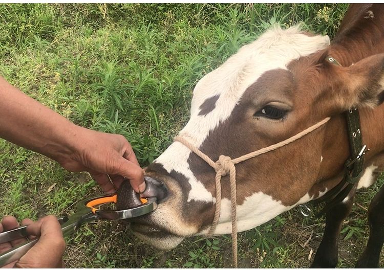 尼龙牛鼻圈不锈钢安装钳穿牛鼻子牵引扣养牛用塑料牛鼻环安装钳不锈钢