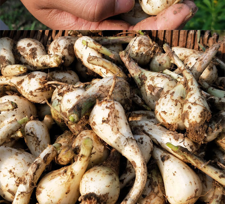 新鲜荞头现挖农家自种新鲜藠头新鲜蔬菜农家蒜白菜荞头茭头3斤精选大