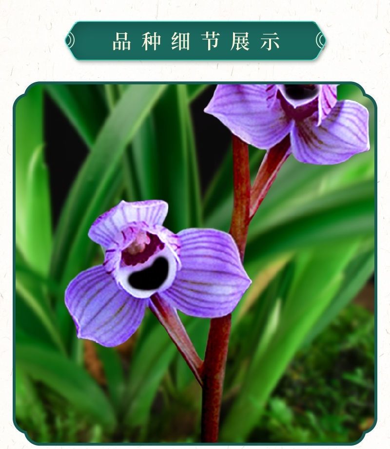 紫月荷兰花花语图片