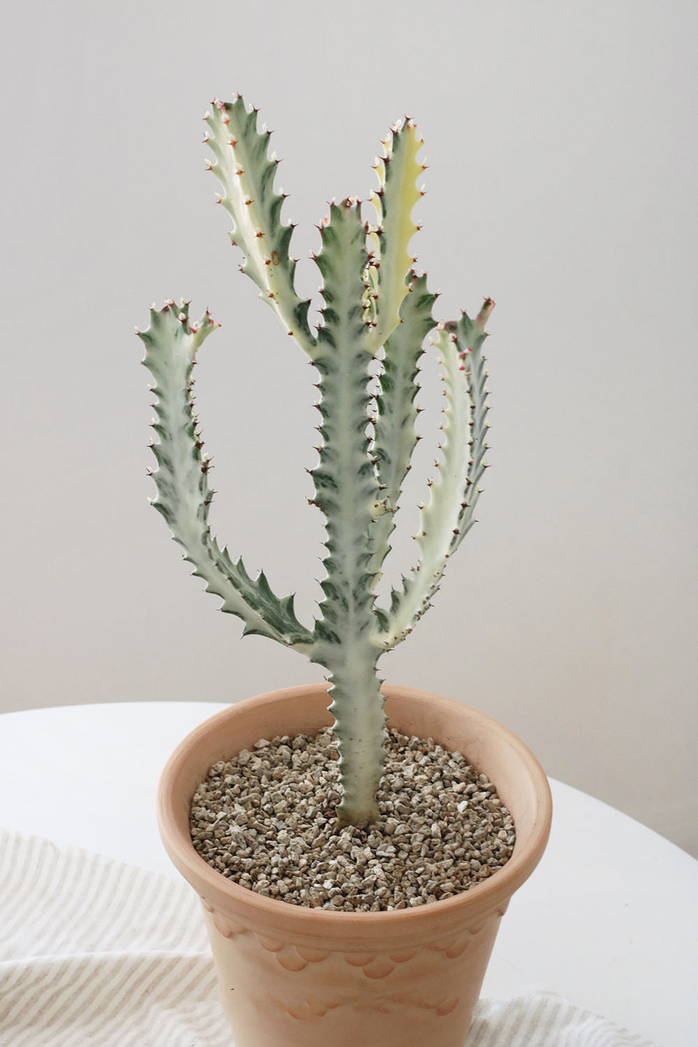 白龙骨 大戟科沙生热带植物 韩国ins风小众植物盆栽