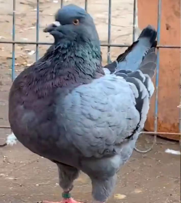 大体元宝鸽子活体青年鸽肉鸽大型特大种鸽落地王包下