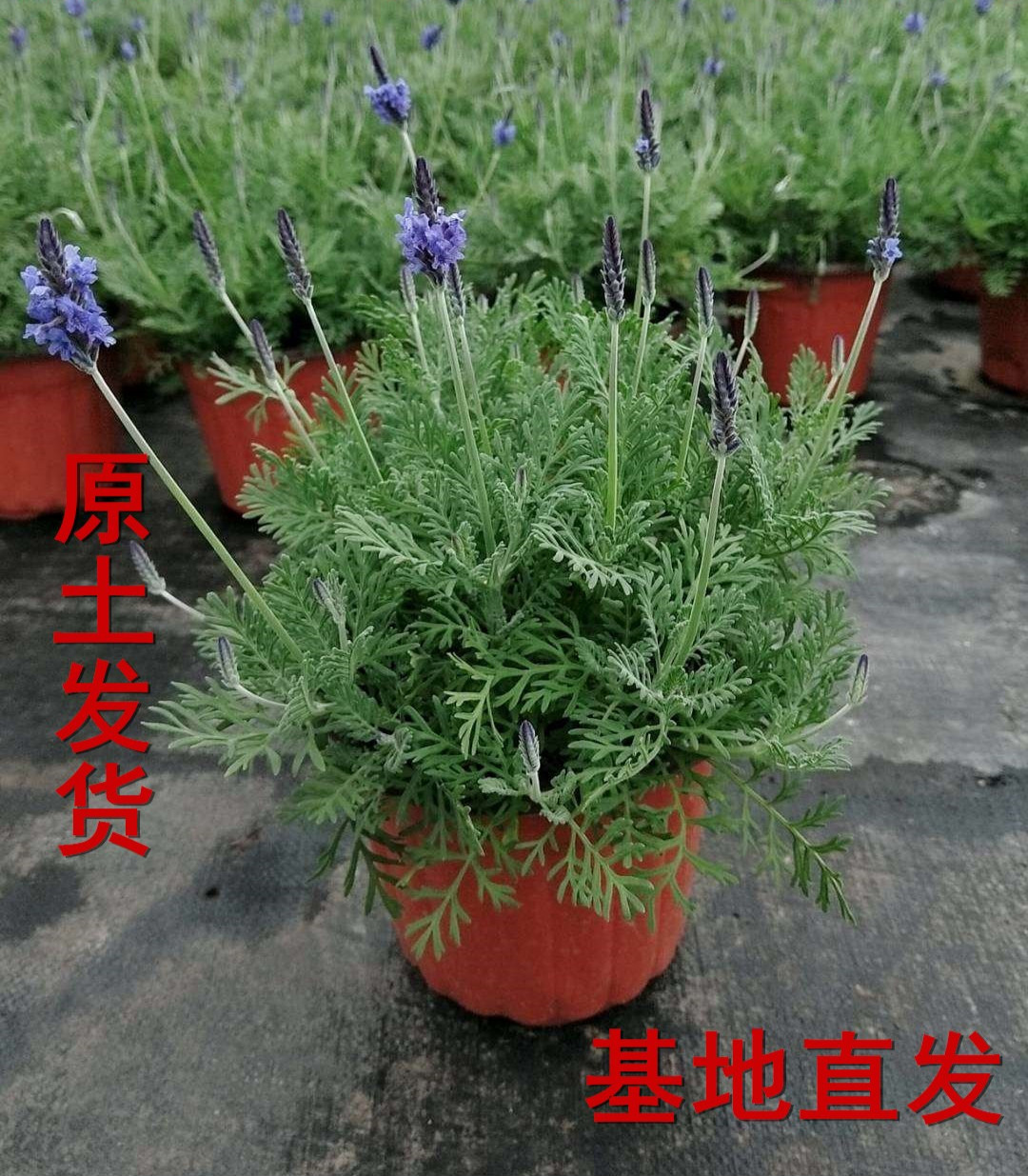 嘉瑰薰衣草盆栽香草植物花苗香水花卉室內外陽臺開花清香耐寒綠植鮮活