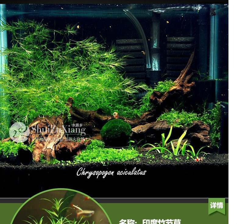 印度竹节草 小竹节中后景造景 虾缸躲避真鱼缸水草集合血心兰活体