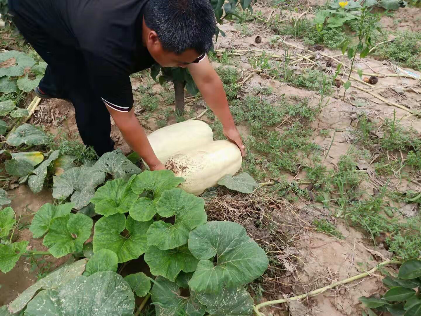 采缇新鲜白南瓜吊瓜现摘包饺子角瓜笋瓜 不甜不糯大南瓜河北小菜 3000