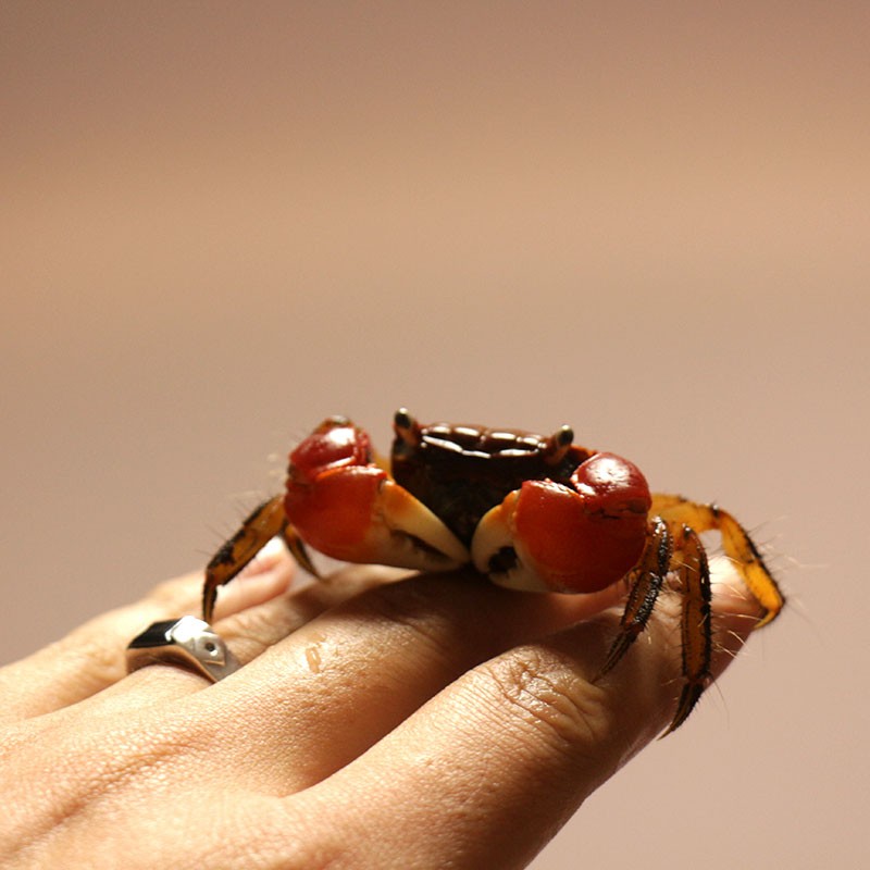 麦叮卡 红螯相手蟹无齿螳臂相手蟹淡水螃蟹活体观赏蟹迷你宠物蟹相手