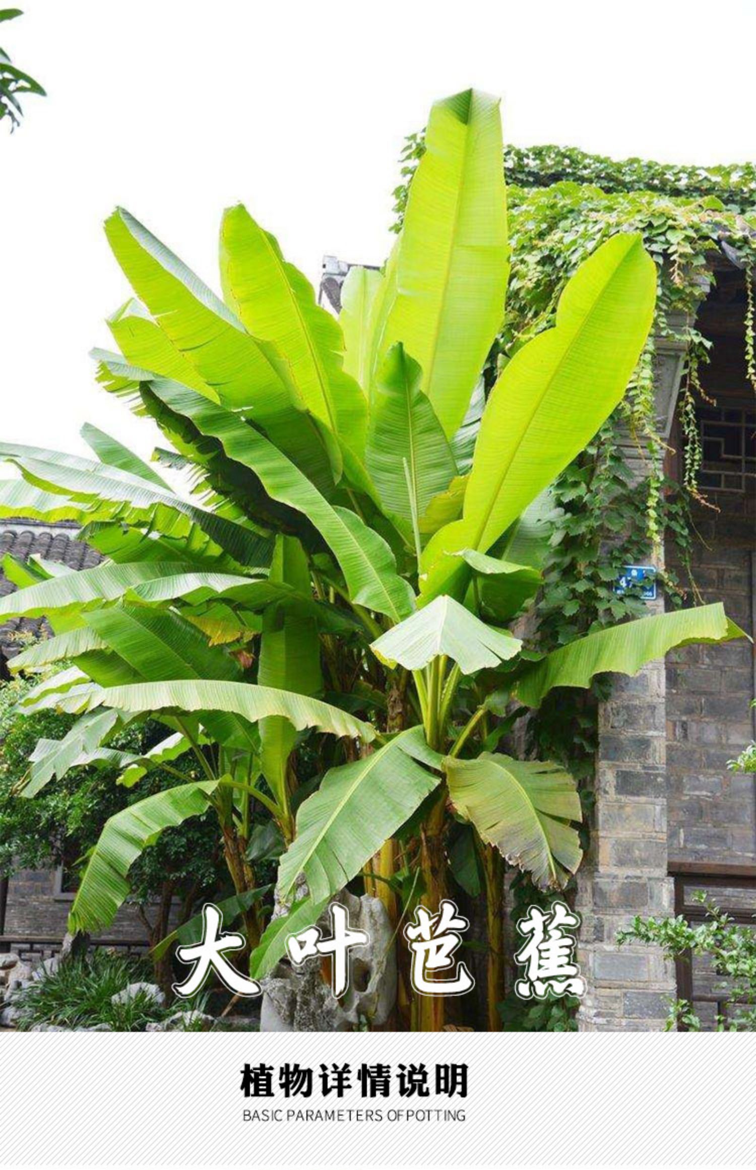 耐寒大葉芭蕉樹苗庭院大型綠植現挖保溼觀賞性強盆栽綠化植物陽臺9年