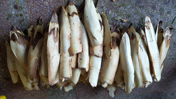 新鲜棕包米棕笋粽包甜棕棕树花5斤