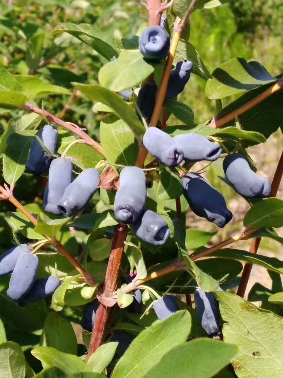 蓝靛果树苗羊奶子黑瞎子果苗山茄子树苗盆栽阳台南北方浆果庭院 5棵蓝