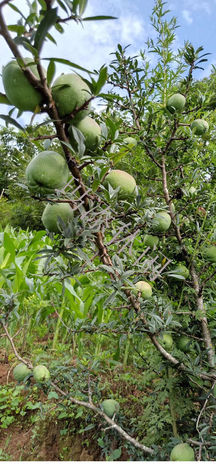 云南特产临沧新鲜酸脆木瓜新鲜水果青木瓜农家白花木瓜辣椒面酸木瓜