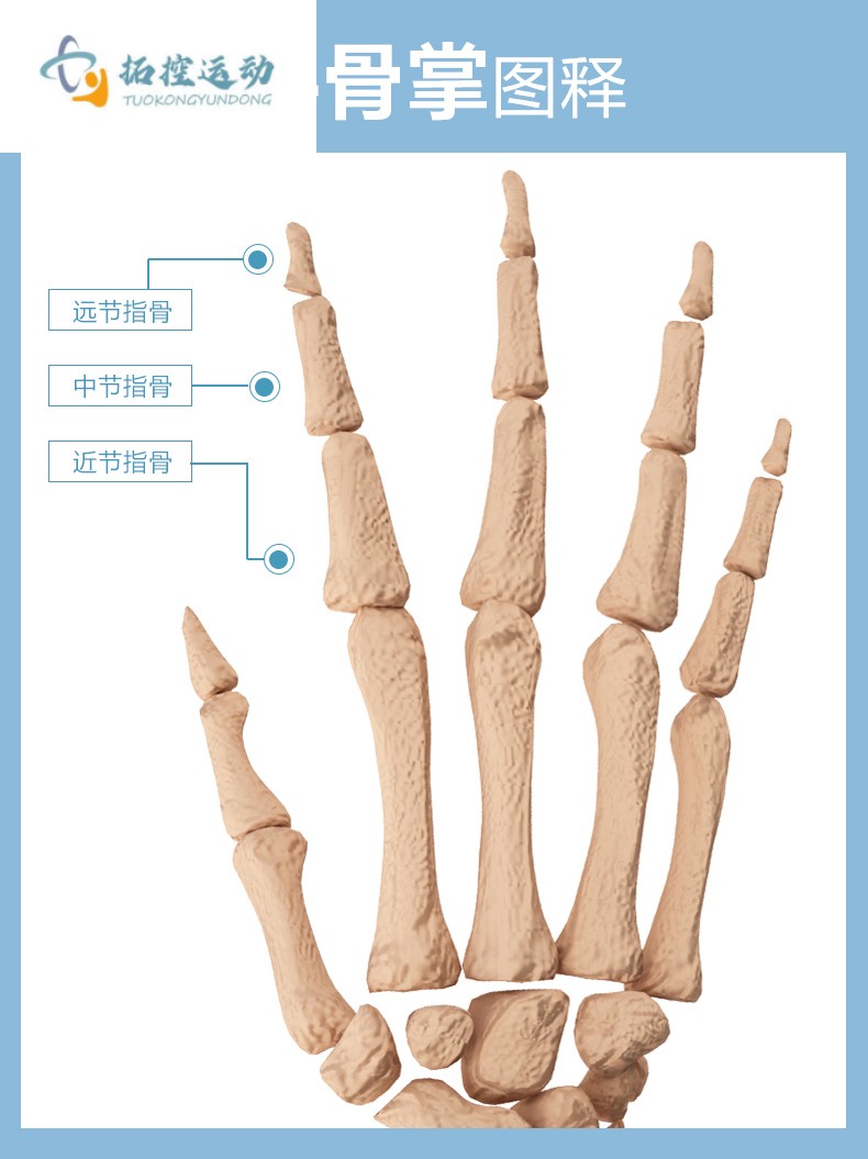 手指手指固定夹板骨折指套关节脱位扭伤护支具伸直弯曲护具两片式大