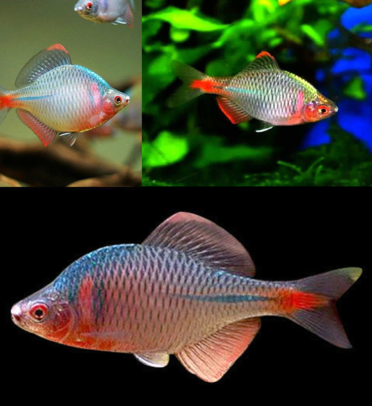 冷水七彩高体鳑鲏鱼淡水冷水除藻工具鱼原生水族观赏鱼好养耐活鳑鲏成