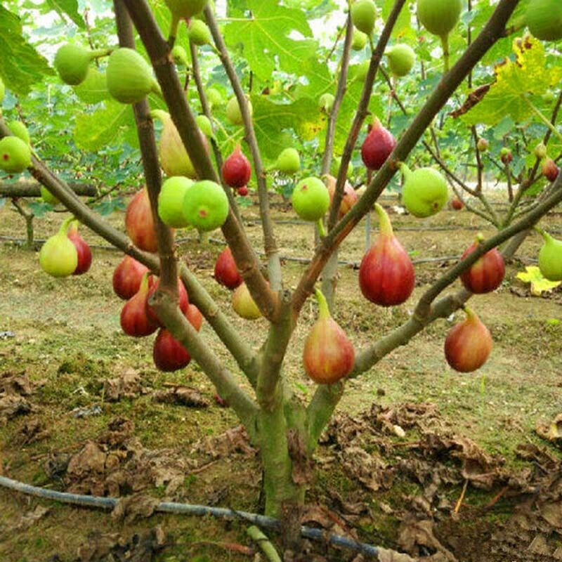 無花果苗樹盆栽地栽波姬紅無果樹苗庭院耐寒北方當年結果特大無花果樹