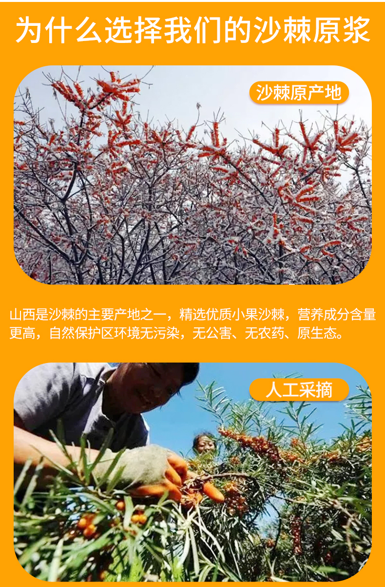 清湃沙棘原浆100沙棘果生榨沙棘汁原浆果汁饮料玻璃瓶装未添加糖180ml