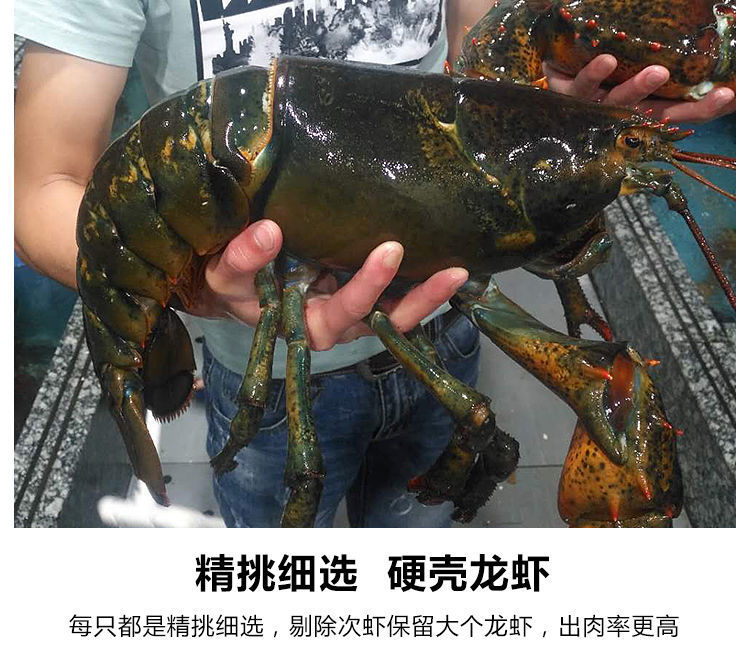 顺丰速运波士顿龙虾特大115斤海鲜鲜活冷冻大龙虾禧客鲜顺丰直达