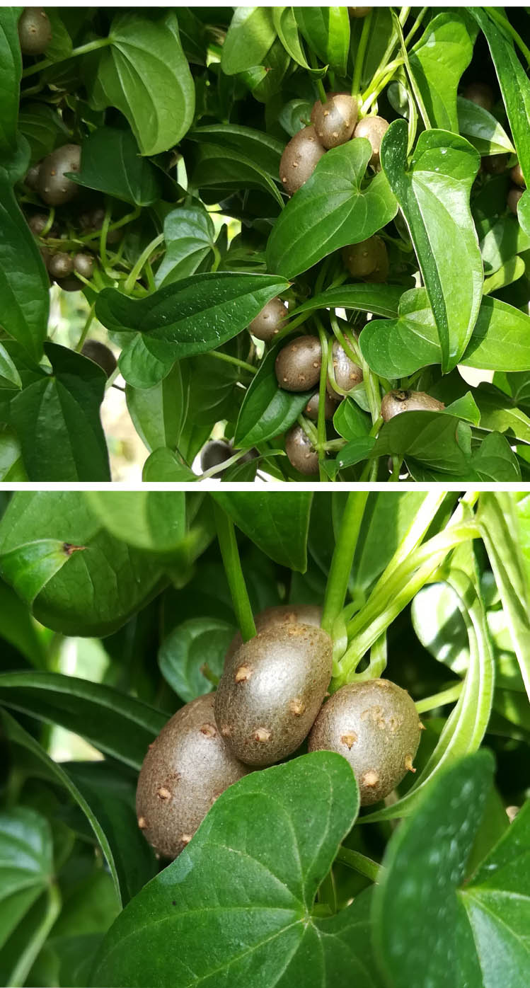 2022铁棍山药豆新鲜大号山药蛋糖葫芦山药籽子生鲜团建过年送礼1500g