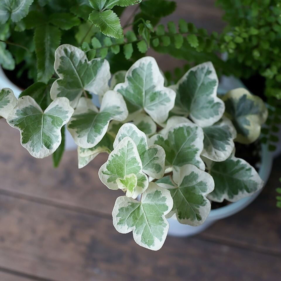 磐阙*上新日系雪莹常春藤盆栽稀有品圆叶子新品 雪莹10-15厘米1盆