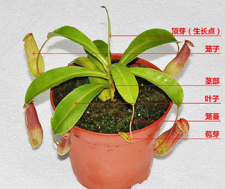 植物的各部分名称配图图片