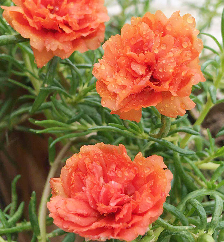 宿根松叶牡丹太阳花苗多色多年生对版带根带土发货z 粉色重楼 不含盆