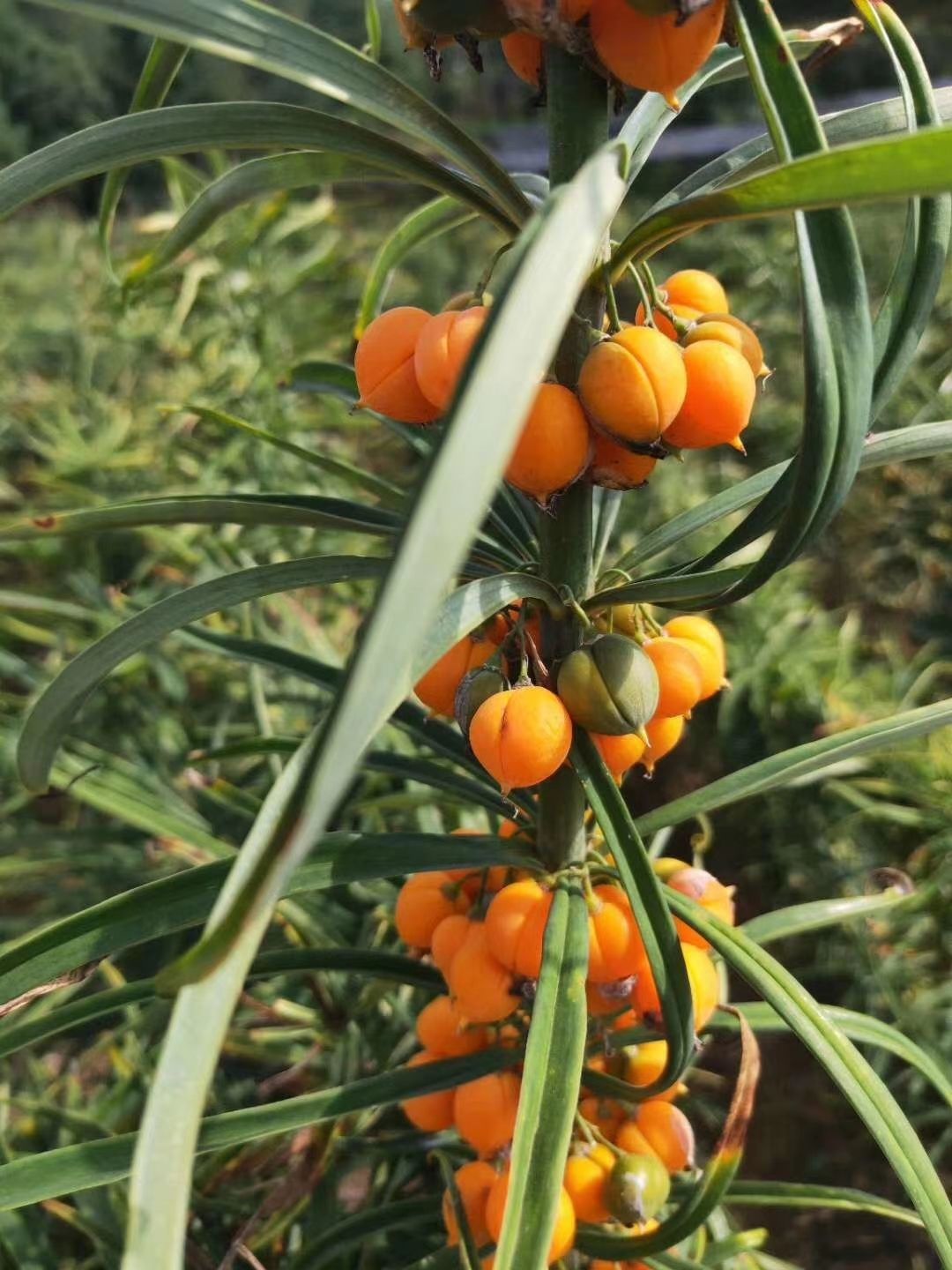 伟博红花滇黄精种果一斤150黄精(苗)室内盆栽花 黄精带皮种一公斤