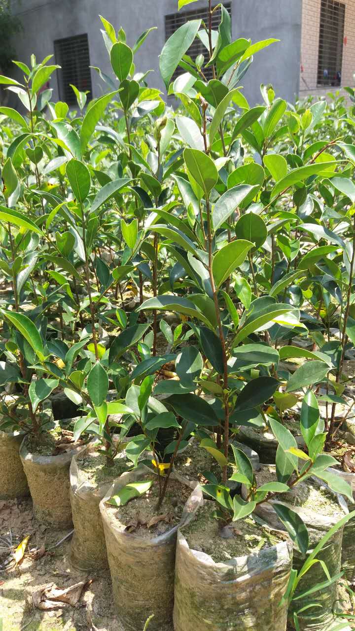 榕树小叶榕长根须榕树苗室内室外风景树家庭城市公园路旁绿化苗木小叶