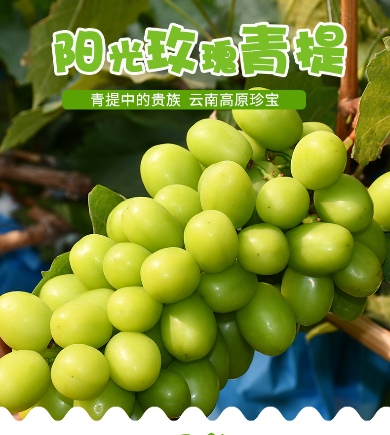 青樱红荔秦王葡萄精品果顺丰当天发云南阳光玫瑰葡萄5斤晴王香印青提