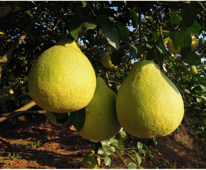 贵州农家新鲜老品种鲜甜沙田柚子精选10斤非梅州容县沙田柚贵州新鲜