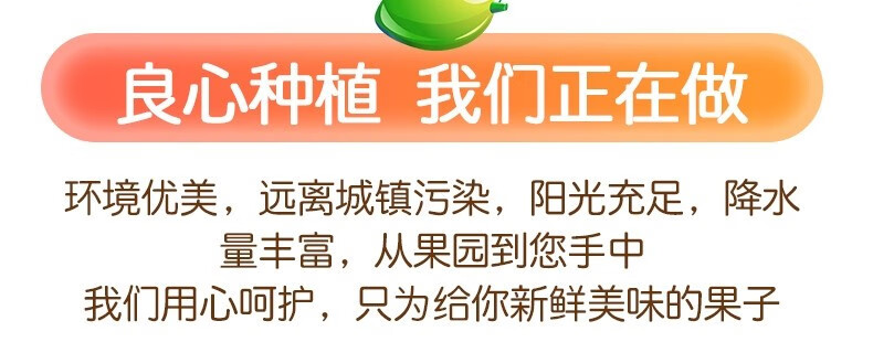 321-芒果生鲜 越南大青芒果 应季新鲜采摘 进口热带水果 越南大青芒 10斤净重9斤单个200-400克-详情图