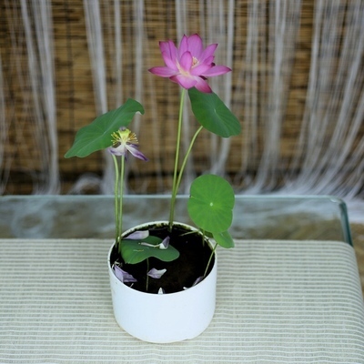 麦桑荷睡莲根块微型碗莲种藕小型荷花带花苞成品小杯苗室内外水培植物