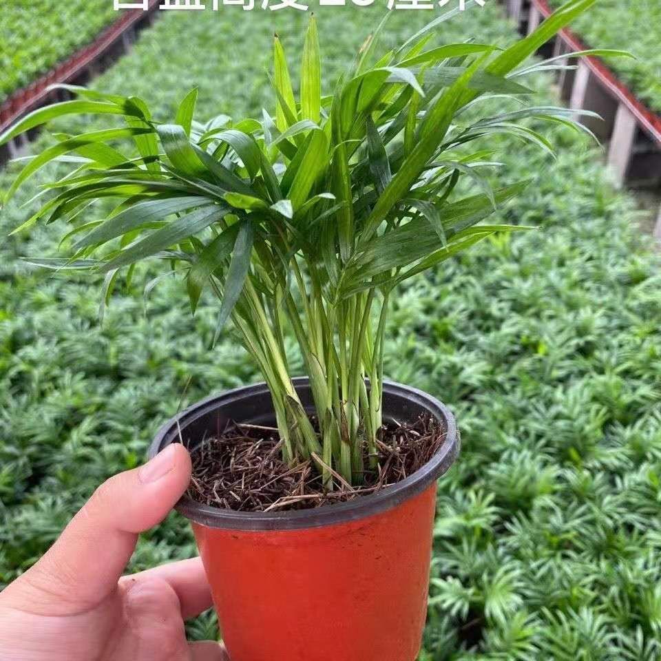 特惠2盆99袖珍椰子凤尾竹散尾葵盆栽水培土培四季常青吸甲醛袖珍椰子2