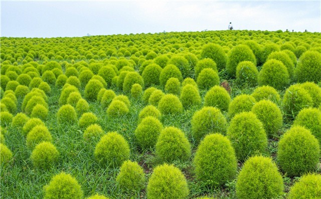 扫帚苗花种子花海四季种易活庭院地肤草花卉种籽绿化碧鼎百日草1000粒