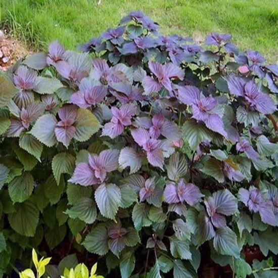 磐阙上新野生苏子苗新鲜紫苏苗盆栽紫苏苗5棵