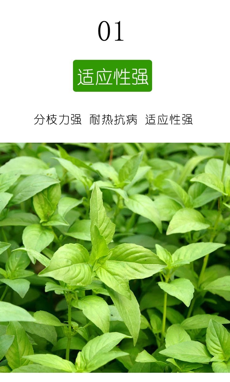 荆芥菜种籽夏季四季播盆栽荆菜蔬菜苗孑河南大叶荆棘种子菜籽大全杭情