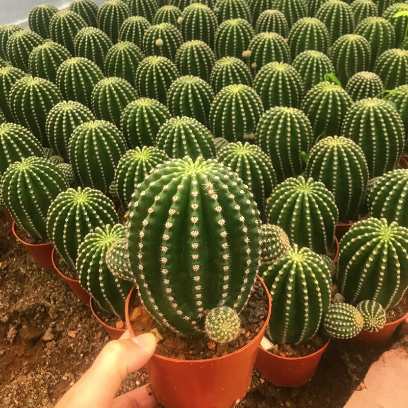 超大黑金刚仙人球易养室内阳台含盆带土栽好 金刚多头 带盆栽好【图片