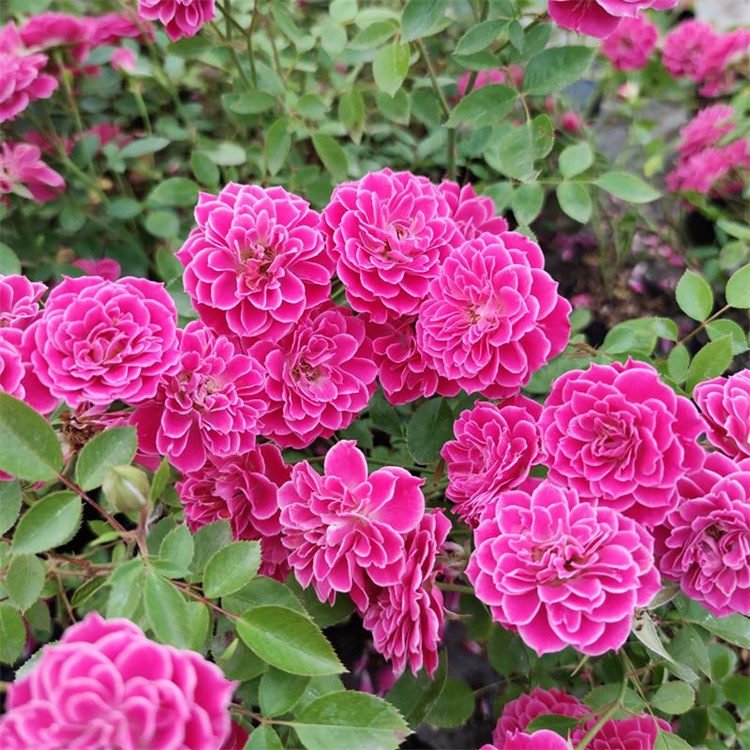 山姆月季微型月季新西兰马里奥塔勤花易养微型阳台月季新西兰马里奥塔