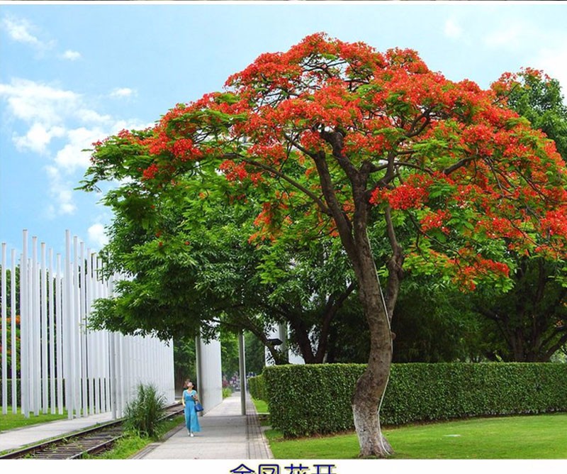 劲胜(jin sheng) 新品珍稀名贵树苗 耐冻红花凤凰树苗 火焰树 庭院