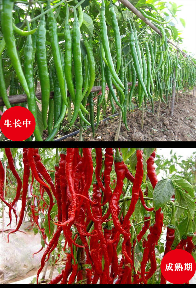 陕西秦椒面凉皮辣椒油调料油泼辣子面陕西线椒粉宝鸡辣面秦椒微辣中粗