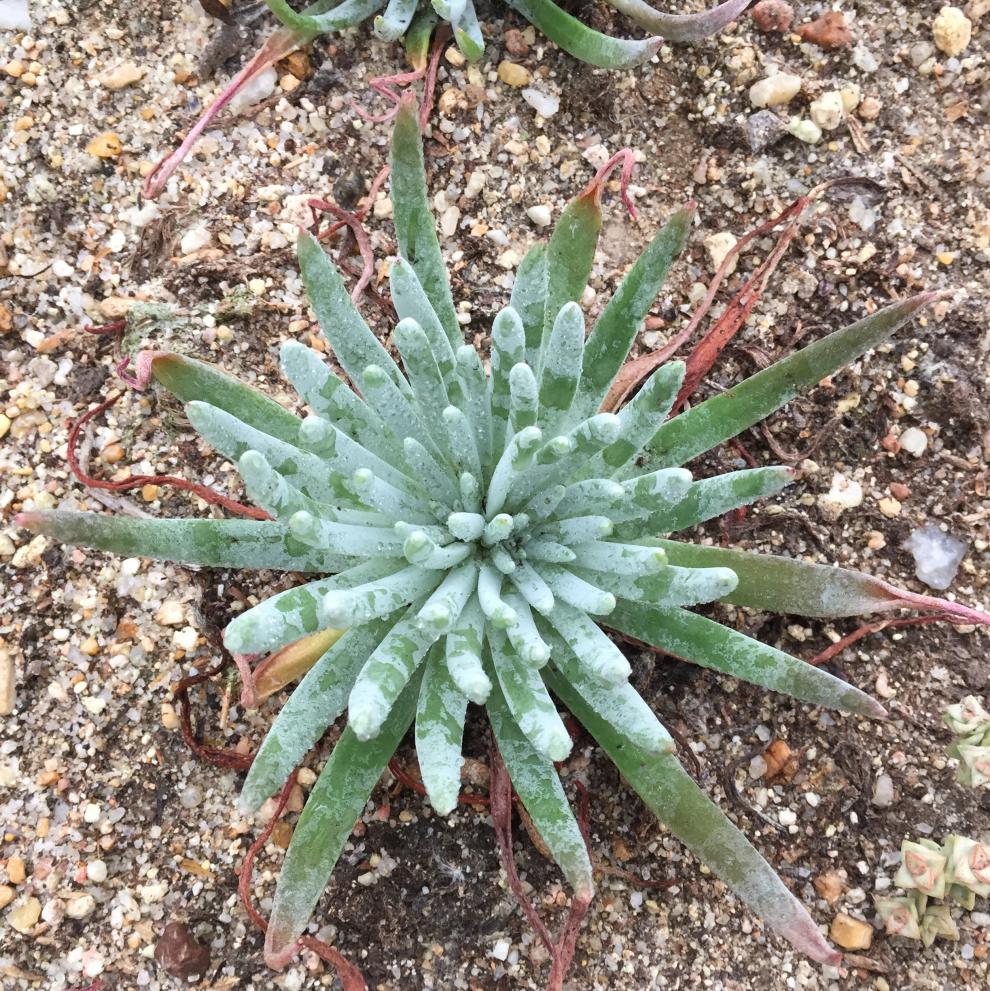 仙女杯多头群生一物一拍多肉奴婢吉娜植物多肉稀有种福果奴婢吉娜610