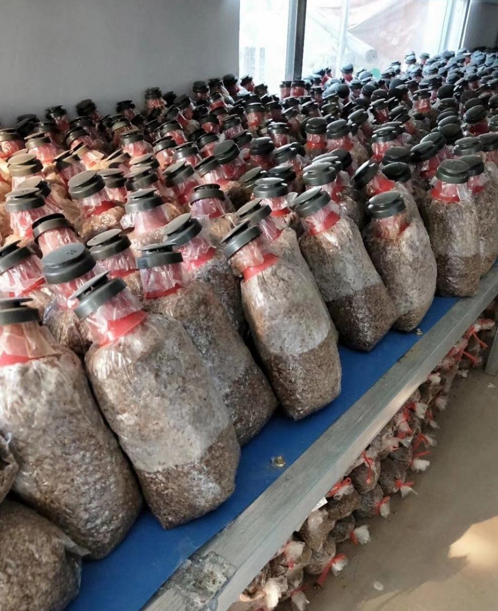 羊肚菌菌种菌包栽培种2级种盆栽菌包土栽送技术蘑菇-融暖 羊肚菌种4包