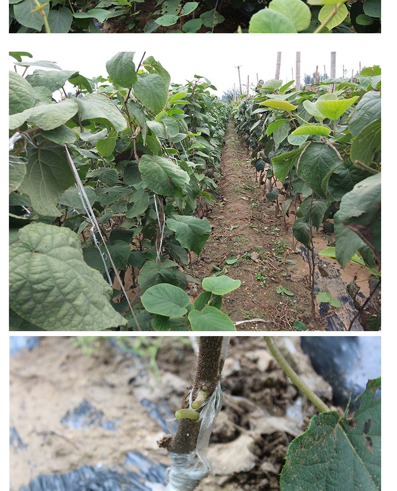 软枣猕猴桃树苗(软枣猕猴桃树苗几年结果)