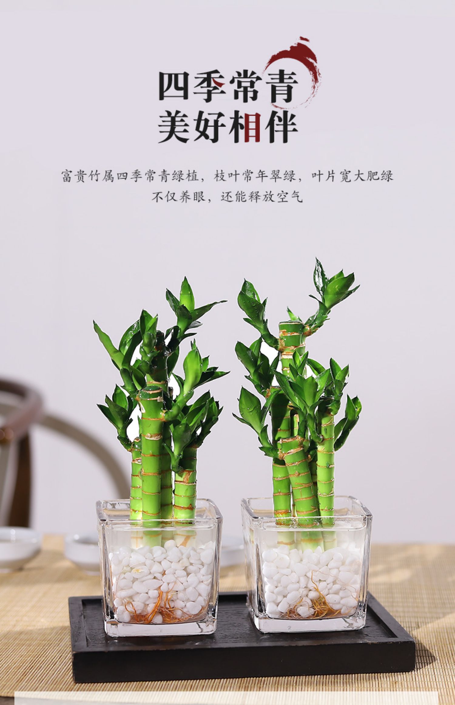 富贵竹植物水养室内盆栽节节高转运竹客厅办公室水培绿植好养2盆