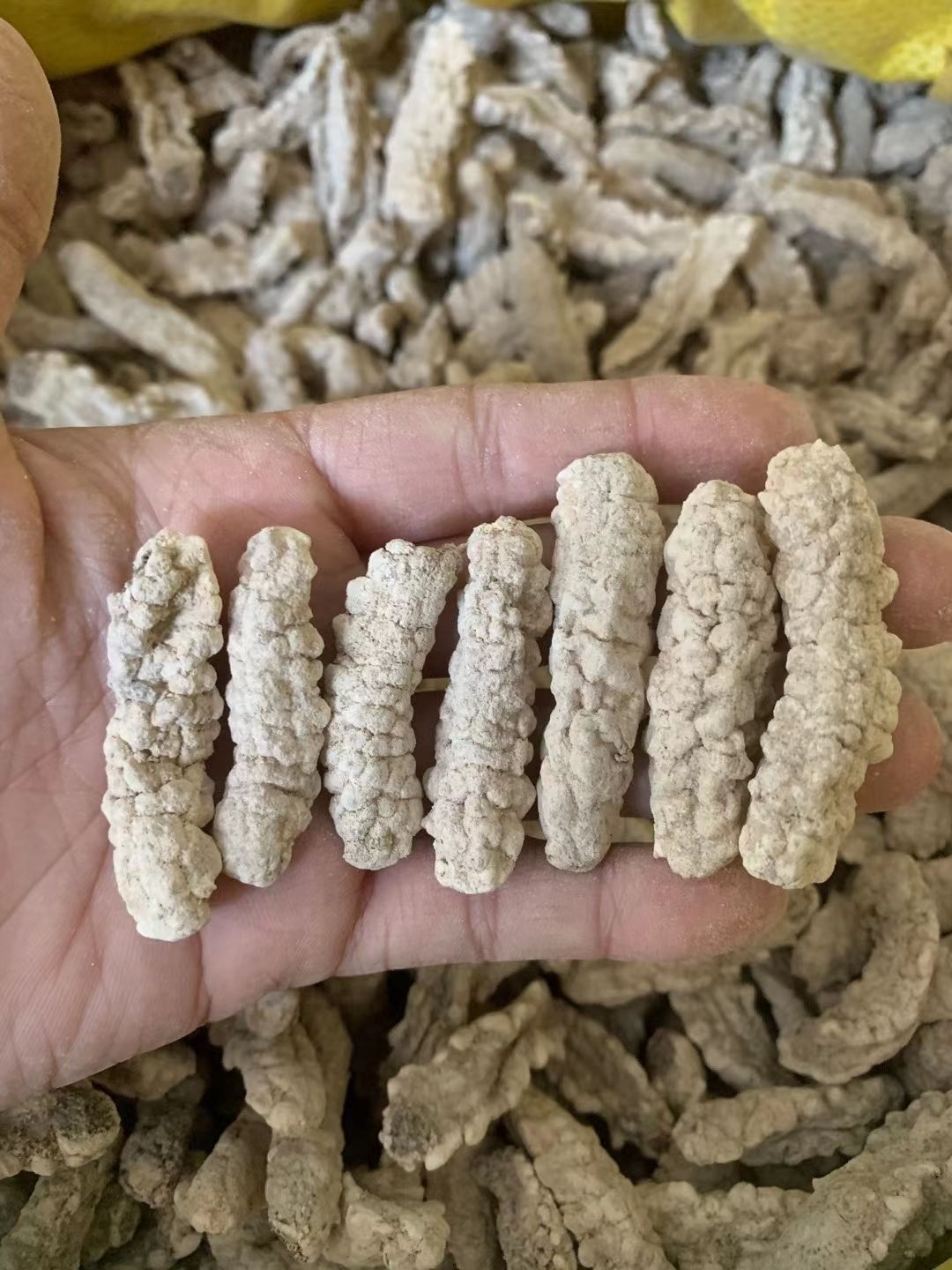 伟博黄玉参海参干货印尼黄肉参仔小黄玉参酒店食材用料非即吃辽参100g