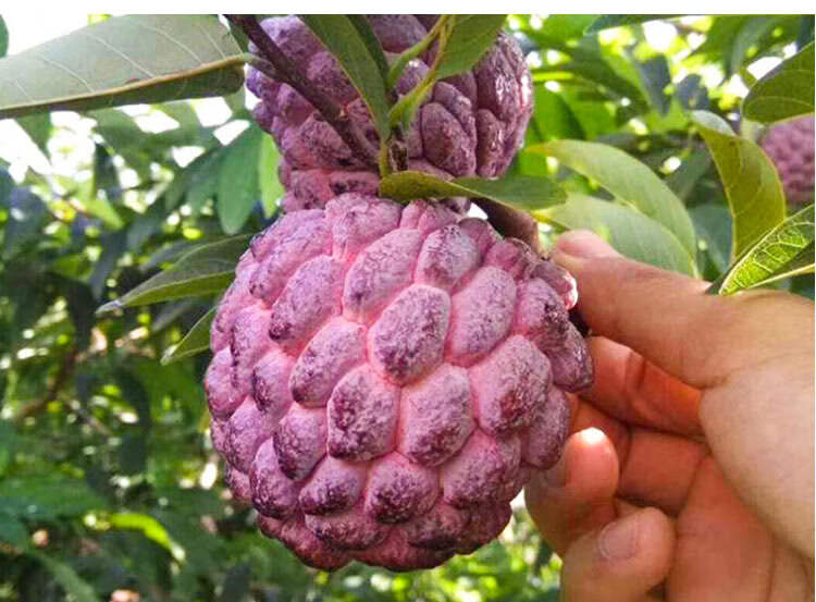 芥圃 新品种 榴莲释迦苗 红皮释迦果苗 释迦嫁接苗 佛陀果苗 南方种植