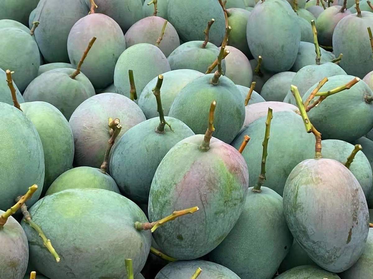 攀枝花凯特芒果新鲜10斤水果吉禄芒大芒果苹果芒凯特芒 大果9-10斤