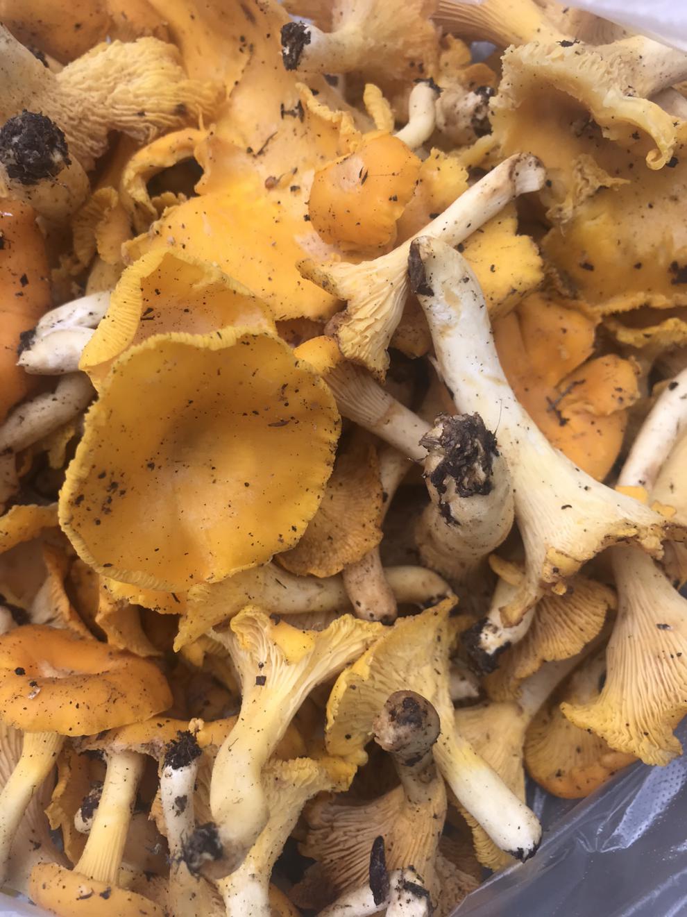 枞树菌奶香菌贵州野外枞树林自然生长奶浆菌精品蘑菇顺丰空运坏单包赔