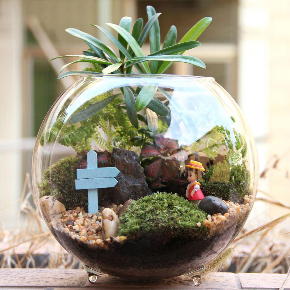 采缇微观苔藓绿植物玻璃微景观组合盆栽生态瓶diy材料包盆景套装夏日