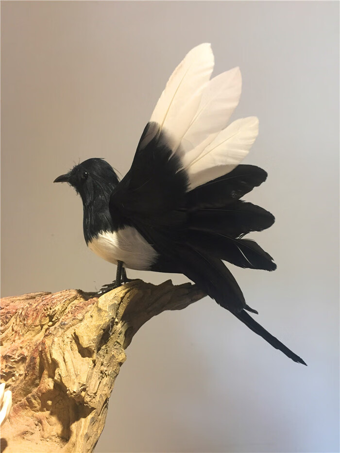 仿真鸟类标本仿真喜鹊鸟摆件教学模型羽毛鸟工艺鸟类飞禽标本创意礼品