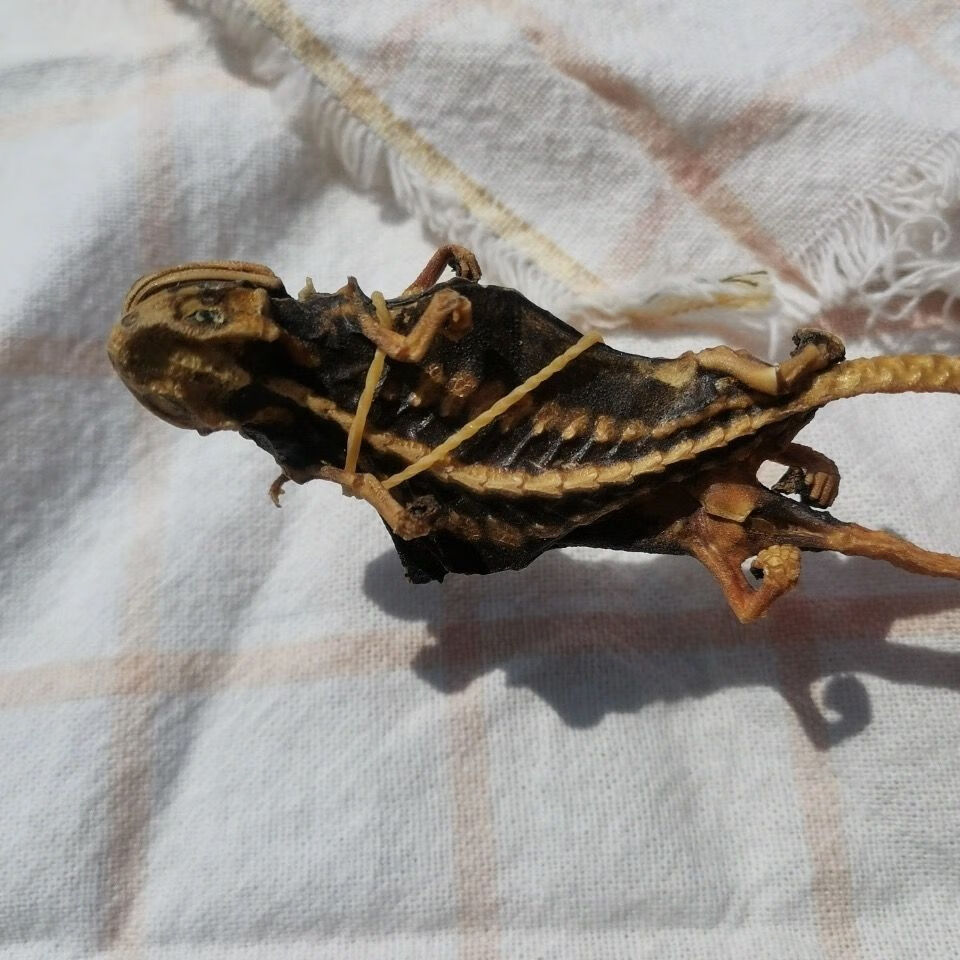 天然海蜥蜴泡酒料中药材药酒北海海宝海鱼强身健体海肾粉1对两只