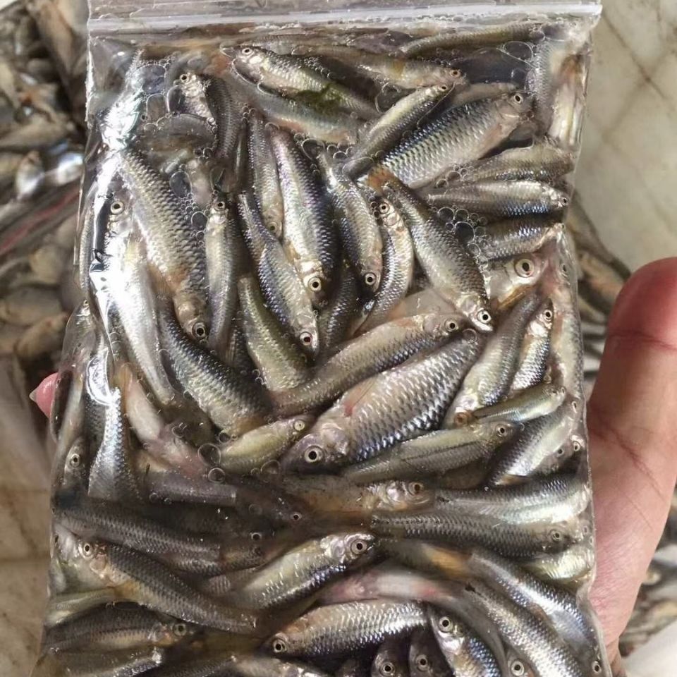 原生态淡水湖新鲜野生小麦穗鱼小罗汉鱼淡水鱼小杂鱼柳条鱼食蚊鱼 二