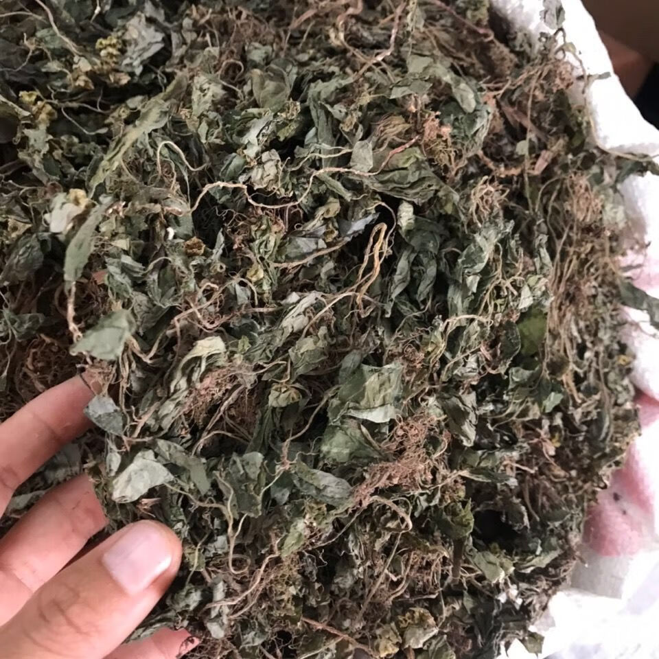 伟博风柜斗草中药材干风柜斗草风鼓草风窝草中草药新货250g新货500g